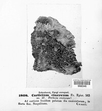 Peniophora cinerea image
